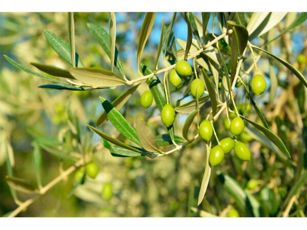 Fotomural Olivo Aceitunas