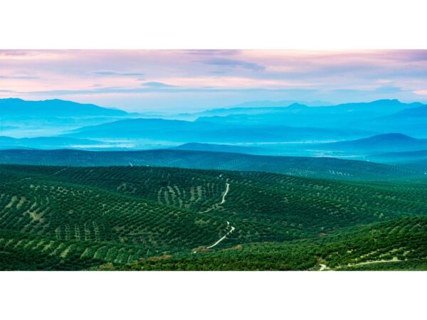 Fotomural Olivos Jaén