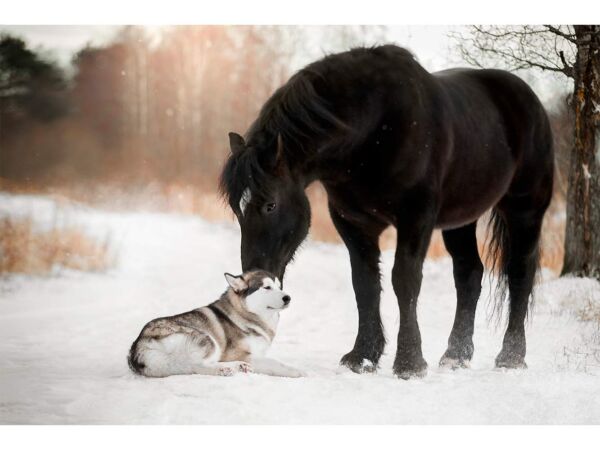 Fotomural Perro y Caballo