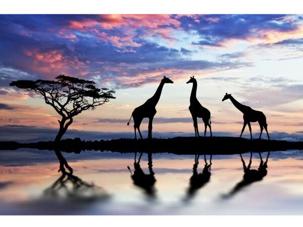 fotomural-sabana-girafas-1