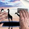 fotomural-sabana-girafas-manos