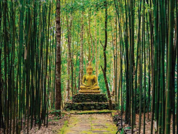 Fotomural Vinilo Buda en Bosque Bambú