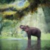 Fotomural Vinilo Elefante Bosque Tailandia