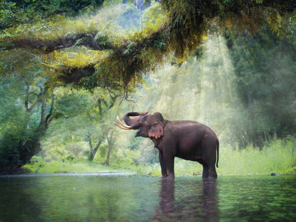 Fotomural Vinilo Elefante Bosque Tailandia