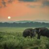 Fotomural Vinilo Elefantes en el Atardecer