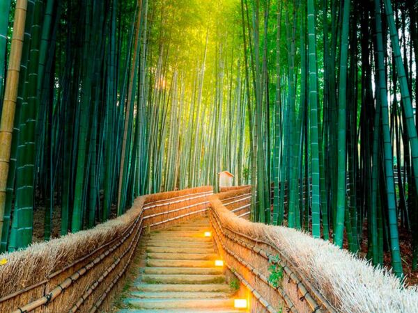 fotomural vinilo zen bosque bambu diseno