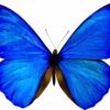 Vinilo Decorativo Mariposa Azul