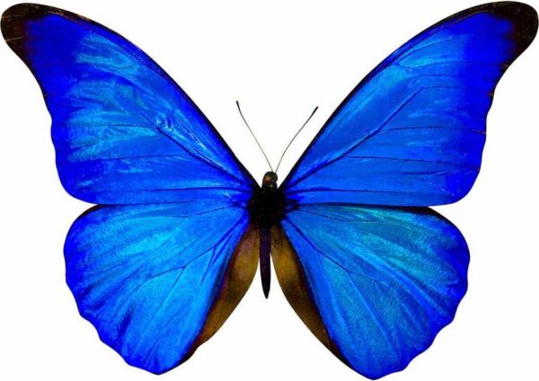 Vinilo Decorativo Mariposa Azul