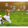 Papel Pintado Perro Burbujas