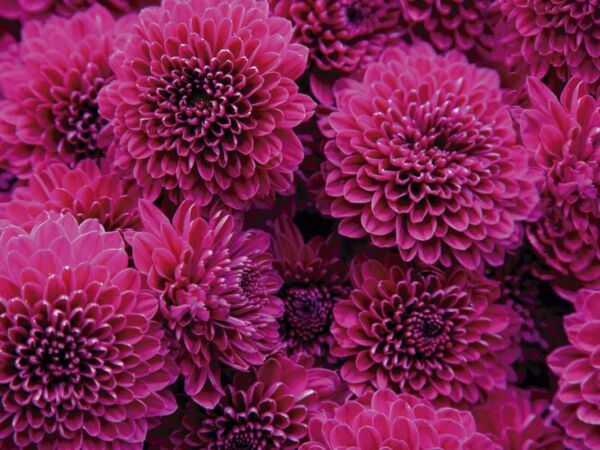 Vinilo Frigorífico Dahlias Magenta