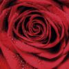 Vinilo Frigorífico Rosa Roja Áurea