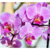 Pack 2 Póster Orquídeas y Margaritas