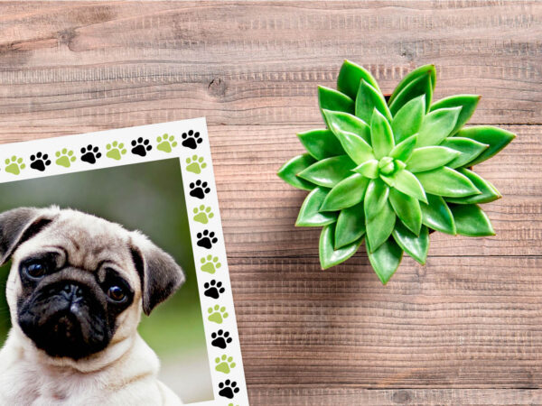 Placa Mascota Personalizada